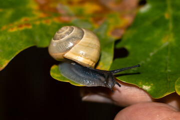 Close up photo of a snail