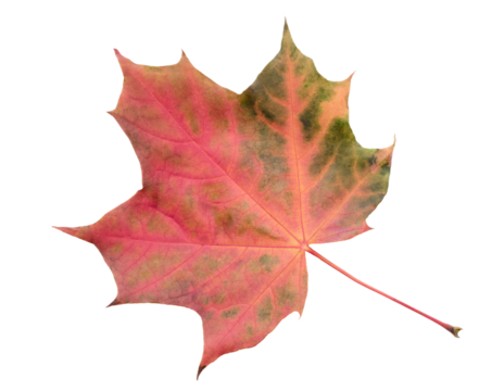 Leaf with red stem and veins. leaf is on white background.  leaf is in  fall seasonAutumn maple red leaf isolated on white background as fall design element of banner template page, top view