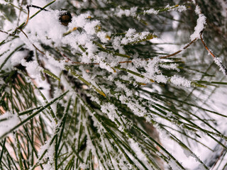 Macro Detail of Fine Snow Dust on Green Pine Needles