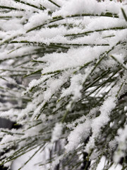 Fine Snow Crystals Clinging to Evergreen Needles