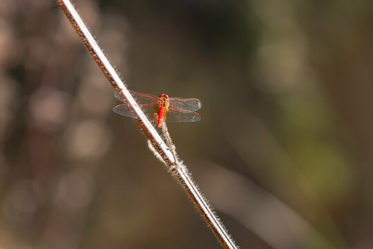 red dragonfly on a branch - Powered by Adobe