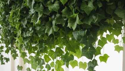 Lush Green Ivy Cascading Down a Wall