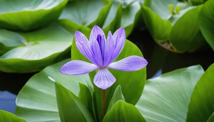 Serene Purple Water Lily Blossom Amongst Lush Green Pads