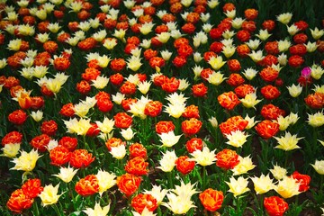 オレンジと白のチューリップ畑