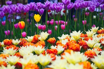 カラフルなチューリップ