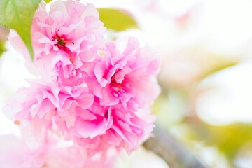 日に照らされる八重桜