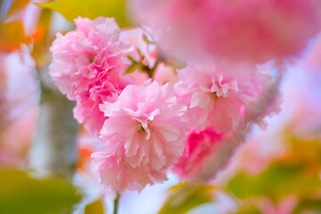 美しいピンクの八重桜