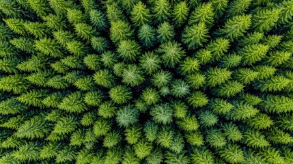 Aerial view of a dense forest showcasing vibrant green trees, perfect for nature-related projects, environmental themes, or eco-friendly designs