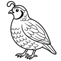 A quail bird illustration vector style coloring page