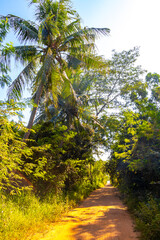 Obraz premium Tropical jungle forest hiking trails nature in Khon Kaen Thailand.