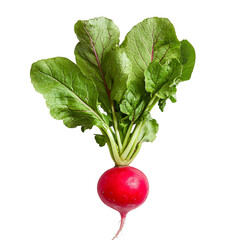 Fresh radish with leafy green top on transparency background, vibrant color and crisp texture