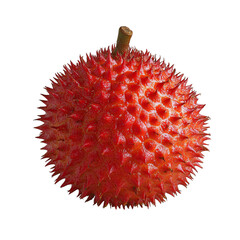 Spiky red gac fruit with short stem, vibrant tropical color, glossy textured skin evoking curiosity and freshness