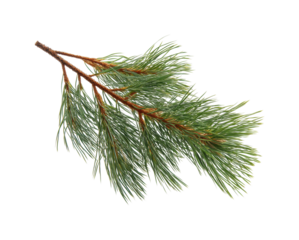 Nature action pine branch botanical study isolated on transparent background, png