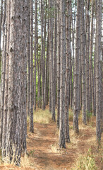 Fototapeta premium Pine forest on a summer day close up .Concept of nature