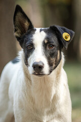 Dog portrait with yellow tag on ear