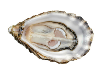 Fresh Oyster: A Close-Up View of a Raw Oyster Shell