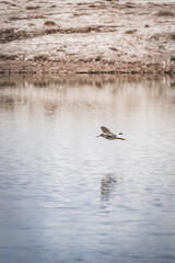 The redshank bird Tringa totanus flies over the water surface of Lake Karakol, a brown bird with a long beak against the backdrop of water and mountains