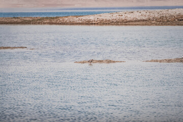The redshank bird Tringa totanus stands in the highland lake Karakol in the water, a brown bird with a long beak against the backdrop of water and mountains