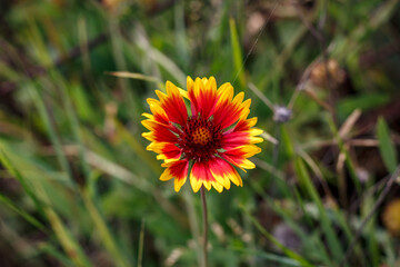 Bright gaillardia flower with red and yellow petals on green background