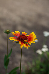 Bright gaillardia flower with red and yellow petals on green background