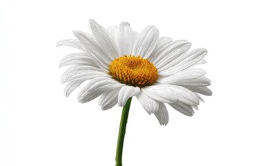 Single white daisy, close-up, against white background