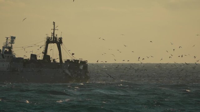 Fishing trawler ocean, large vessel navigating rough seas with many seagulls following at sunrise