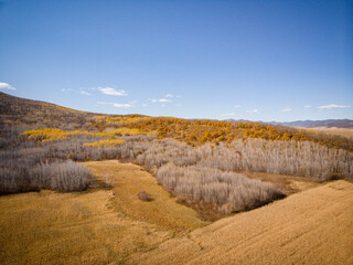 Golden autumn scenery in Arxan, Inner Mongolia, China