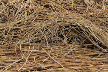Dry straw texture after rice harvest. Natural agriculture background with golden hay, organic farming material, rural countryside resource, traditional crop residue for livestock feed and compost