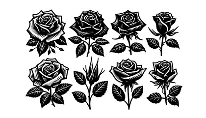 Rose silhouette on white background