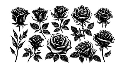 Rose silhouette on white background