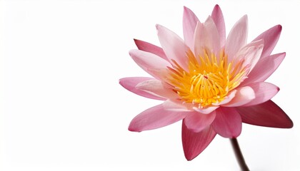 Obraz premium Beautiful Pink Water Lily Blossom With Yellow Center On White Background