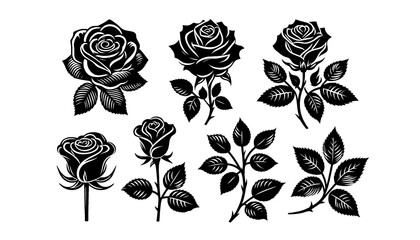 Rose silhouette on white background