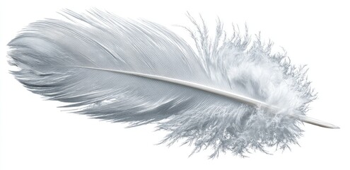 Light gray feather against white background