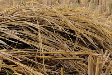 Macro close up of harvested rice straw stacked on farmland after harvest. Traditional agriculture, organic farming, rural lifestyle, and natural food production in countryside Asia