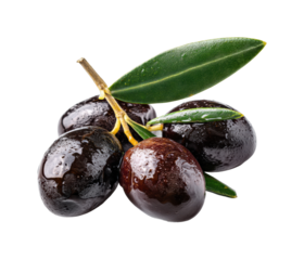 Harvesting fresh black olives mediterranean grove food natural view isolated on transparent background, png