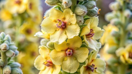 close-up of Verbascum lychnitis with velvety soft petals and delicate center
