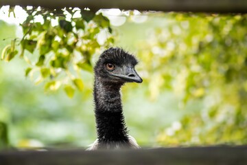 Emu bird with distinctive features peering through wooden slats, surrounded by lush green foliage, showcasing the beauty of wildlife in a natural habitat