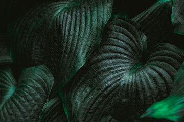 Dark green leaves with intricate textures and patterns create a visually striking composition, showcasing the beauty of nature and the elegance of foliage in a serene environment