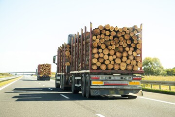 Trucks transporting logs on a highway, showcasing the timber industry, with a clear blue sky and green landscape in the background, emphasizing transportation and logistics