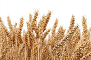 Fototapeta premium Close-up of golden wheat heads against white