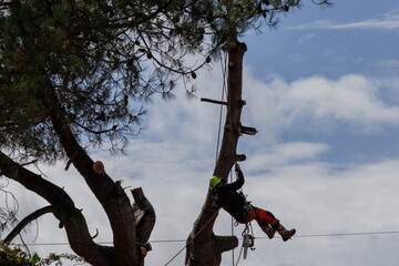 Unknown Person Arborist Inspecting Pine Tree Surgeon Equipment Industry Safety Gear.