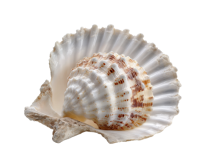 Beautiful seashell collection coastal environment nature ocean view marine life isolated on transparent background, png