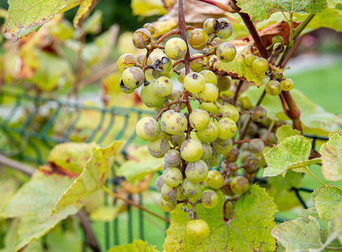 Botrytis cinerea or Oidium tuckeri on grapes. The fungal disease turns the grape clusters gray and causes them to break apart. The fungus destroys the crop.