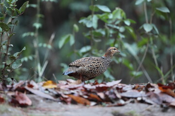The black francolin (Francolinus francolinus asiae ) is a gamebird in the pheasant family Phasianidae of the order Galliformes. This photo was taken in North India.