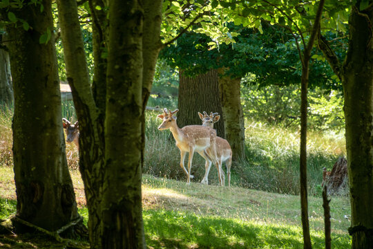Deer at Knole Park near Sevenoaks, England.
