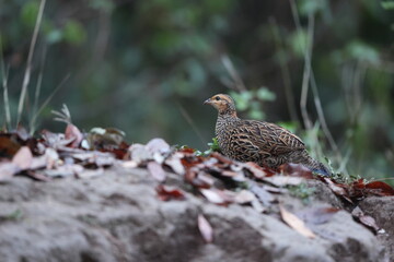 The black francolin (Francolinus francolinus asiae ) is a gamebird in the pheasant family Phasianidae of the order Galliformes. This photo was taken in North India.
