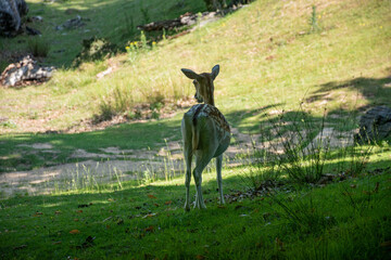 A European fallow deer standing gracefully in a lush green landscape, surrounded by nature, showcasing wildlife in its habitat.