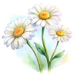 Fototapeta premium Three beautiful white daisy flowers. A gentle spring watercolor illustration of chamomile. A simple and pure hand-painted botanical artwork with green leaves on a light background.