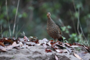 The black francolin (Francolinus francolinus asiae ) is a gamebird in the pheasant family Phasianidae of the order Galliformes. This photo was taken in North India.