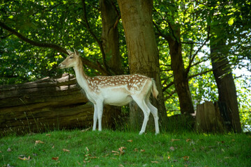 Fallow deer standing gracefully in Knole Park, near Sevenoaks, England, surrounded by lush greenery.